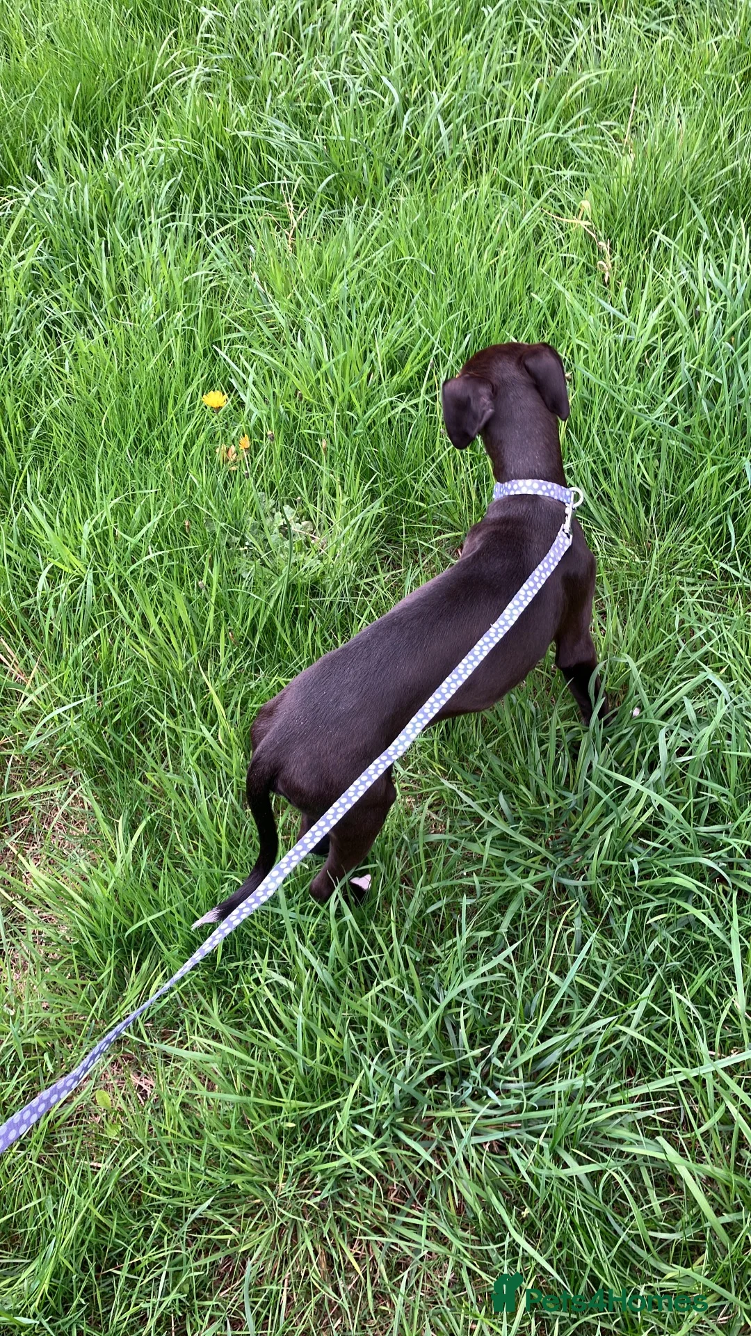 Mixed Breed dogs for sale: Dolly - Advert 2