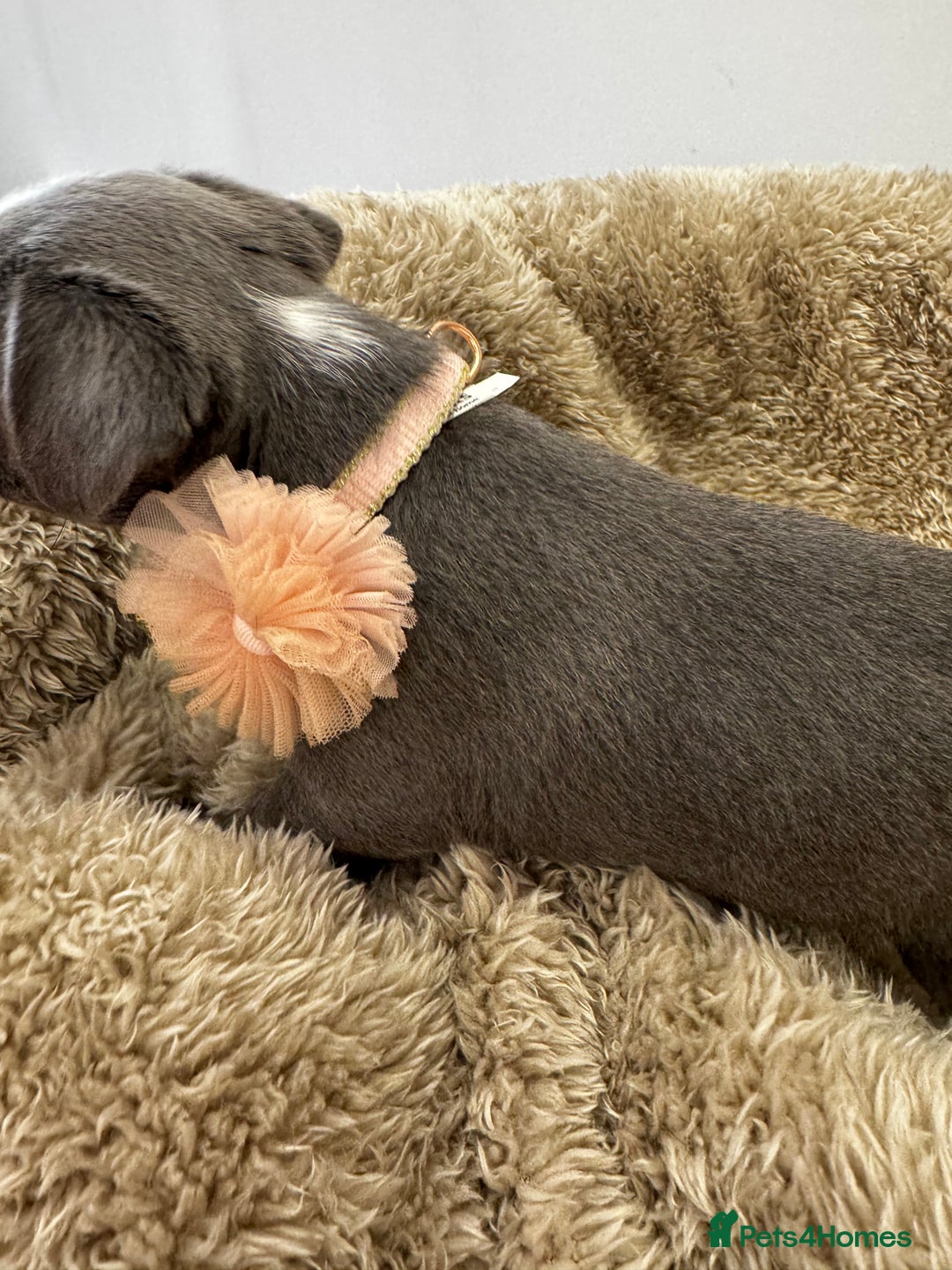 Mixed Breed dogs for sale: Cockapoo x French Bulldog - Image 5