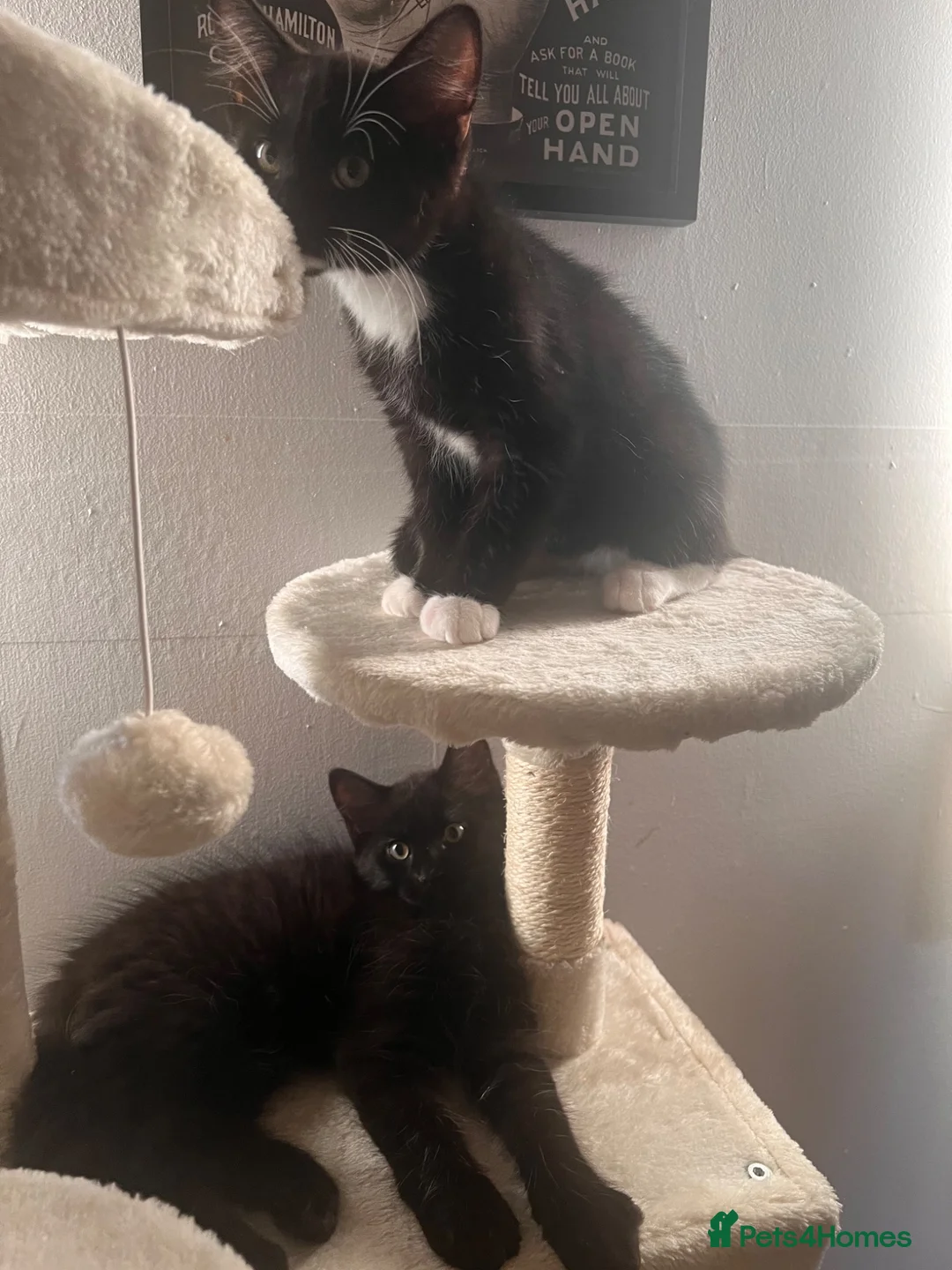 Mixed Breed cats for sale: 2 beautiful kittens looking for a new home - Advert 16