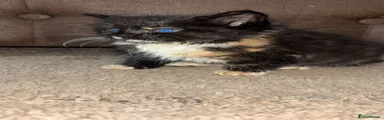 Mixed Breed 1