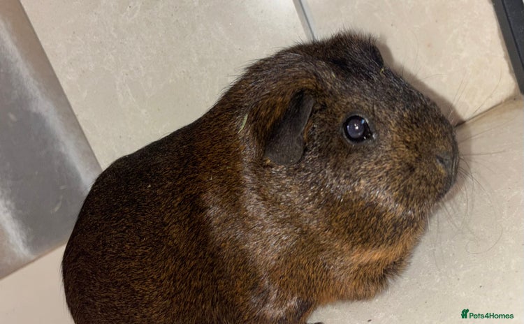 Guinea Pig rodents - Advert 12
