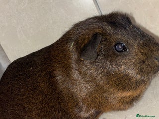 Guinea Pig rodents - Advert 27