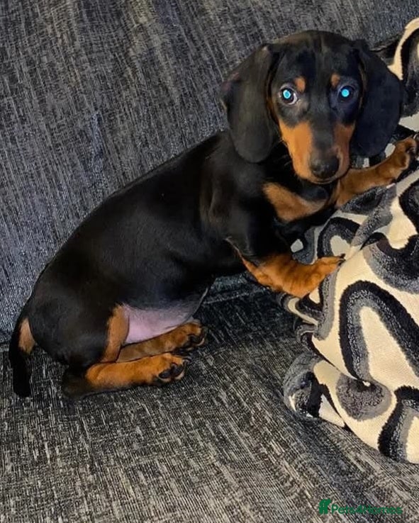 Mixed Breed dogs Pomweenies 💕💕 - Advert 8