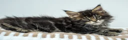 Maine Coon cats for sale: Stunning Maine Coon Kittens – Ready Now - Advert 14