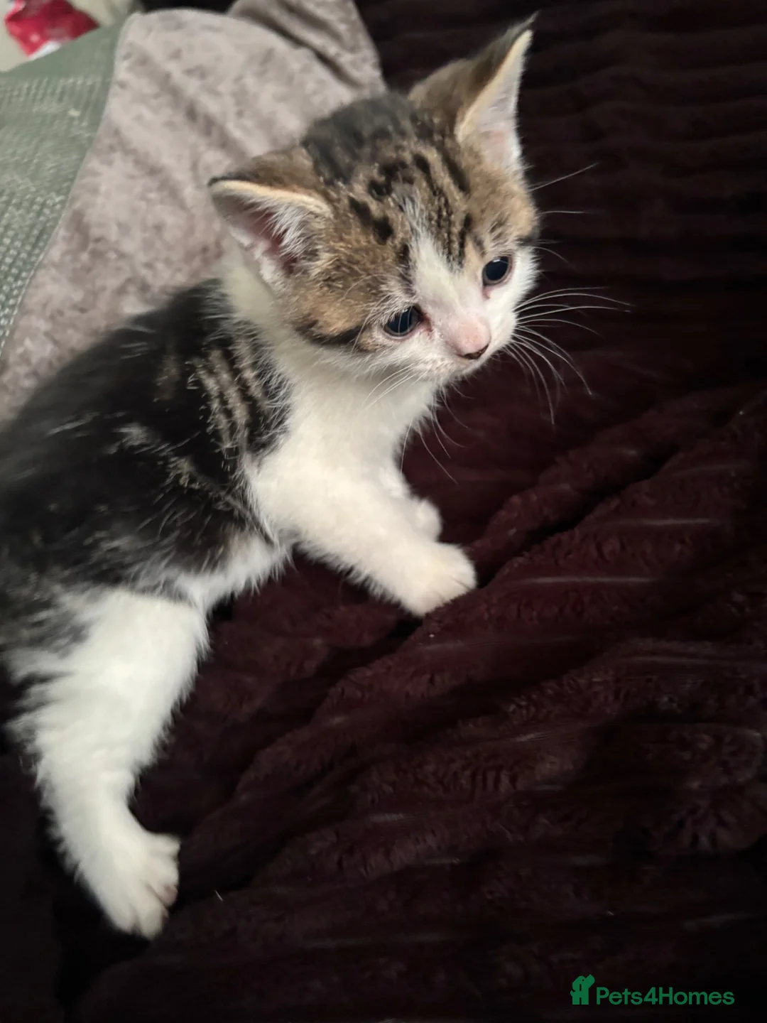 Mixed Breed cats for sale: One female kitten  - Advert 1