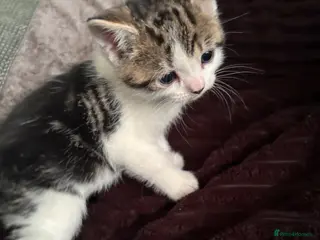 Mixed Breed cats One female kitten - Advert 1