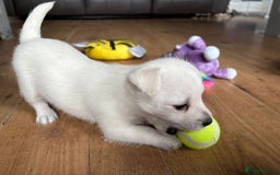 West Highland Terrier dogs for sale: Gorgeous West Highland White (Westie) Puppies - Image 7