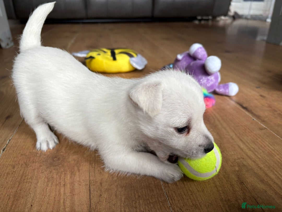 West Highland Terrier dogs for sale: Gorgeous West Highland White (Westie) Puppies - Image 7