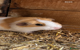 Guinea Pig rodents for sale: Orphan baby boy guinea pig  - Image 2
