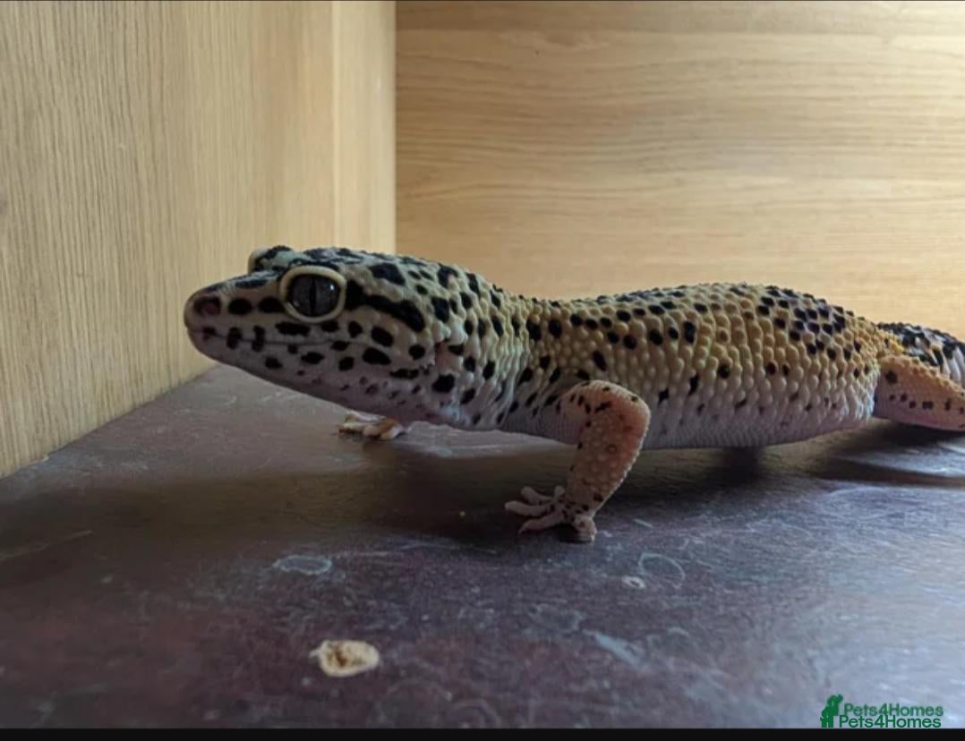 Leopard Gecko reptiles Rehoming Leopard Gecko (Free to a Caring Home) - Advert 1