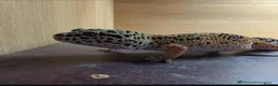 Leopard Gecko reptiles for sale: Rehoming Leopard Gecko (Free to a Caring Home) - Advert 1