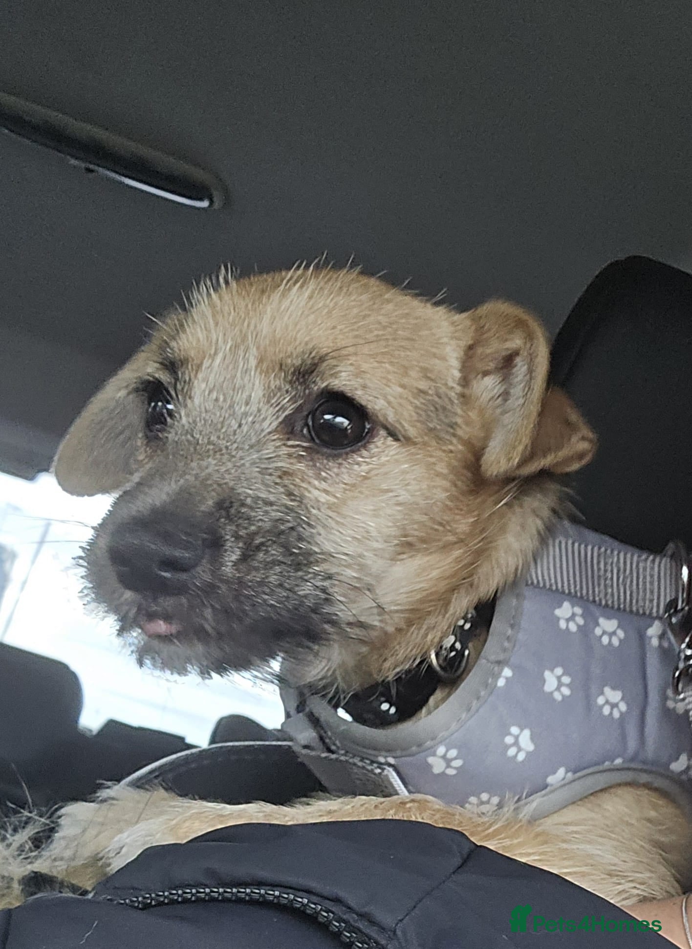 Mixed Breed dogs Lovely happy dog - Advert 1