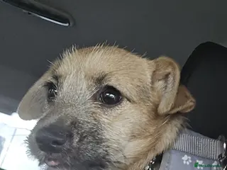 Mixed Breed dogs Lovely happy dog - Advert 13