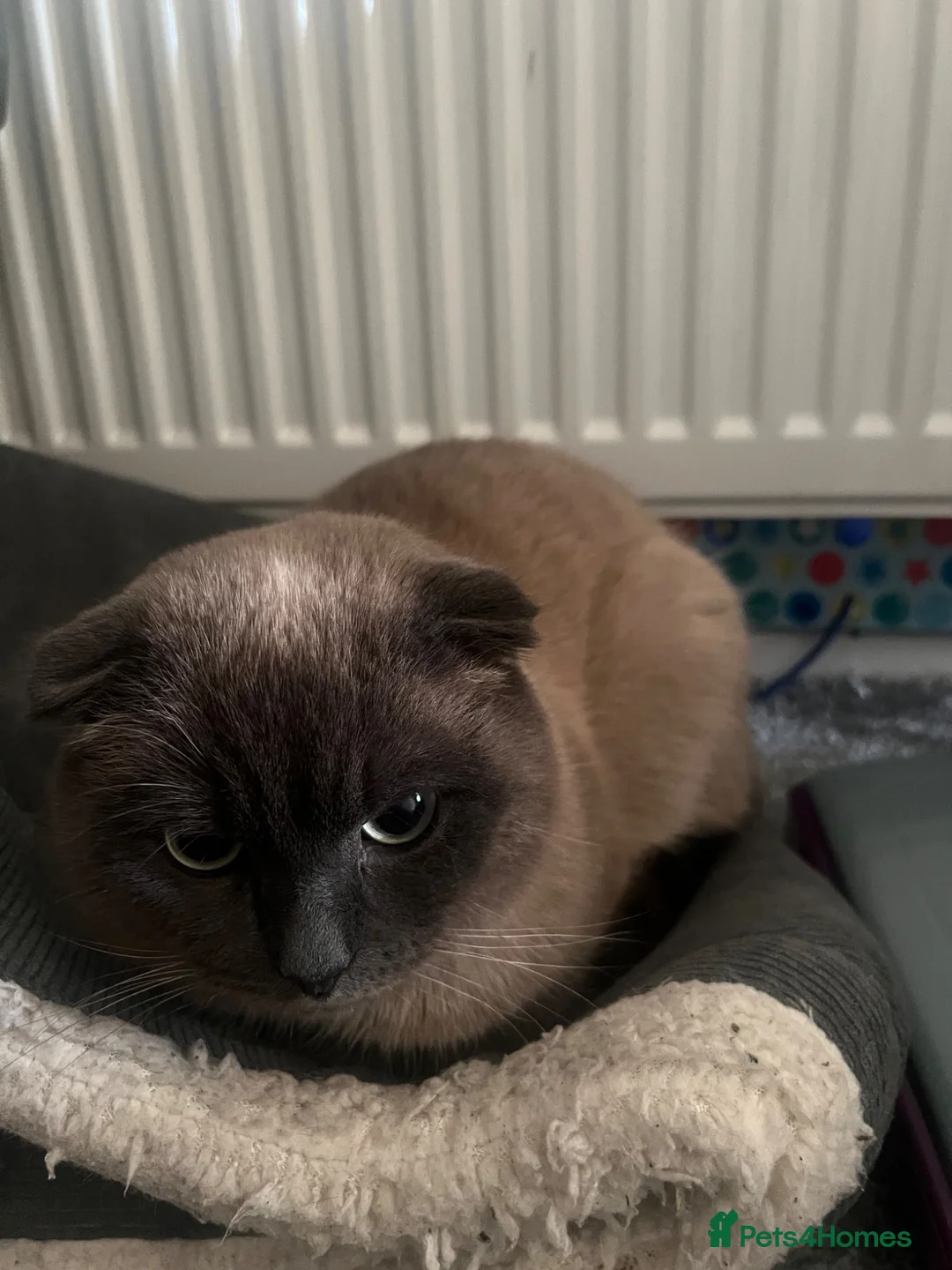 Scottish Fold cats for sale: Male scottish fold- URGENT SALE - Advert 14