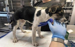 Mixed Breed dogs for adoption: 🍶Milkshake🍶 needs a home!  - Image 15