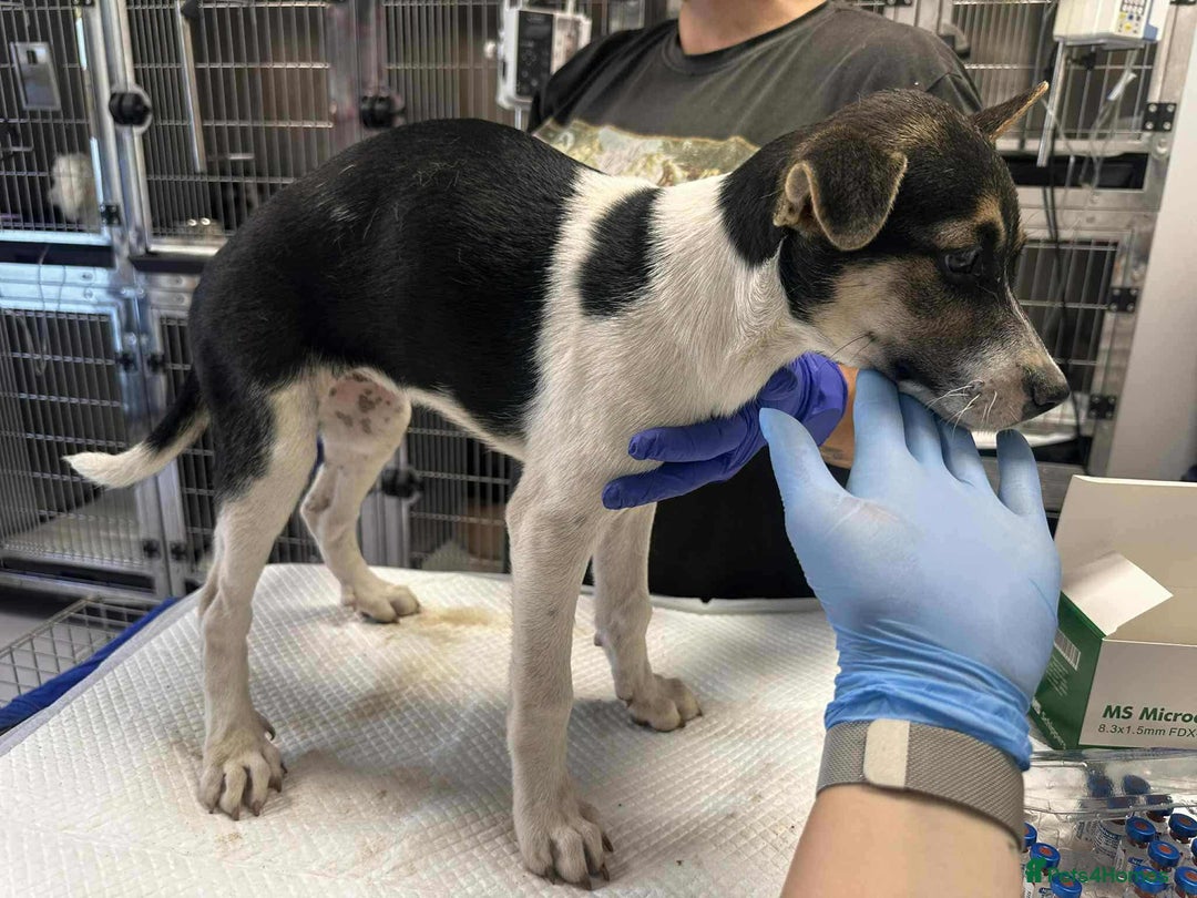 Mixed Breed dogs for adoption: 🍶Milkshake🍶 needs a home!  - Image 15