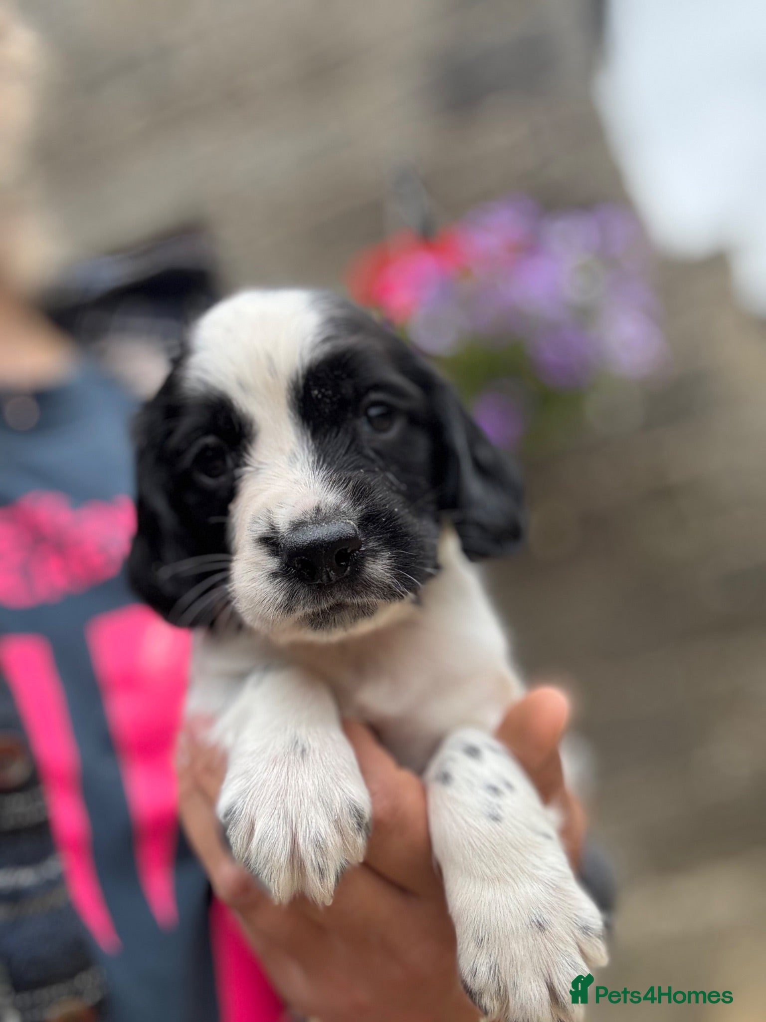 English Springer Spaniel dogs Superb Springer Spaniel puppies  - Advert 1