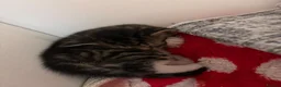 Domestic Shorthair cats for sale: domestic short hair kittens for sale  - Advert 5