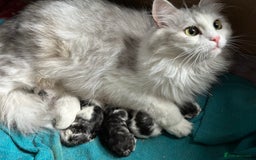 Siberian cats for sale: 2 Pedigree Siberian kittens hypoallergenic - ready - Advert 4