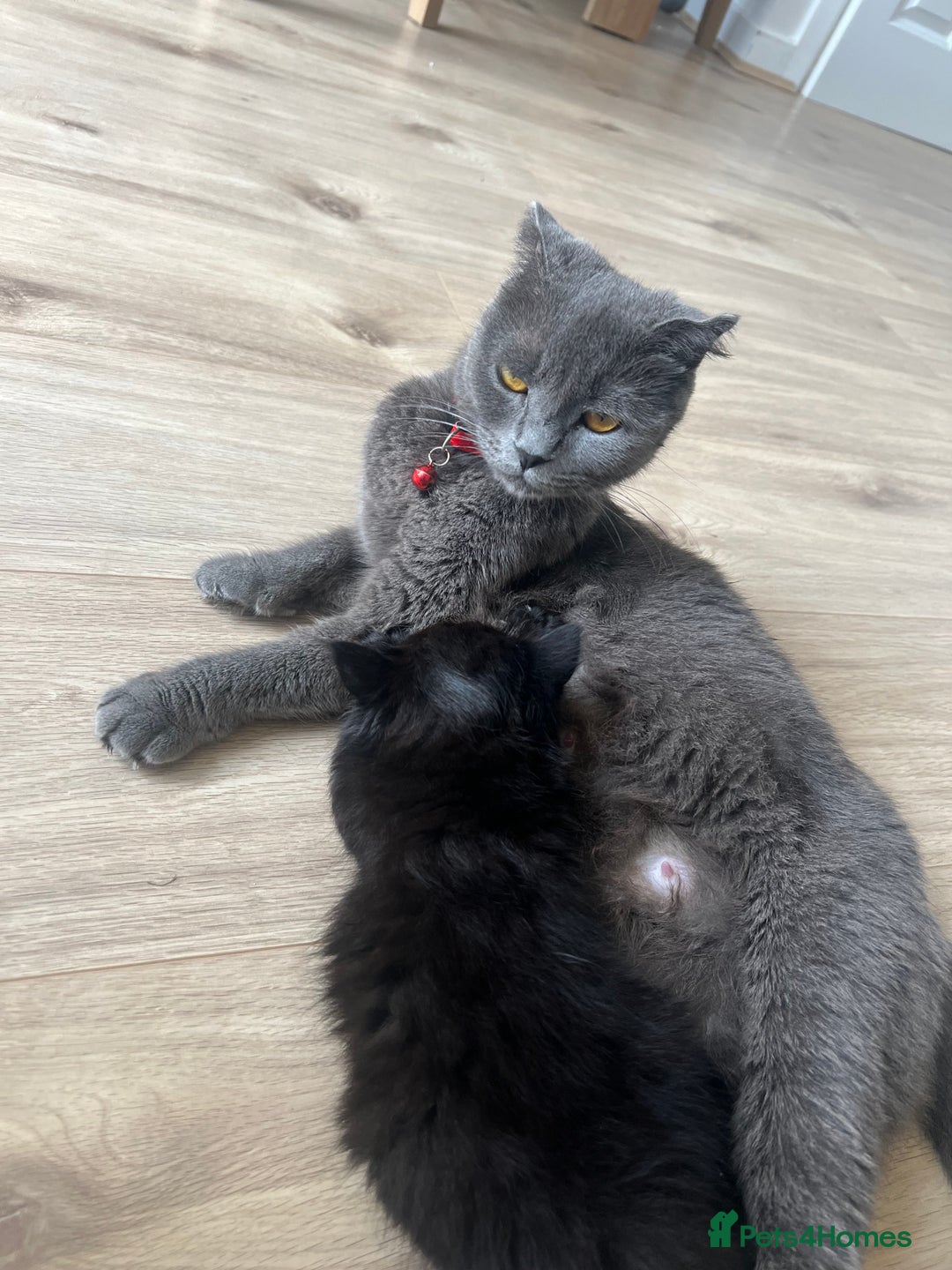 Scottish Fold cats for sale:  A little kittens scotchfold  - Image 12