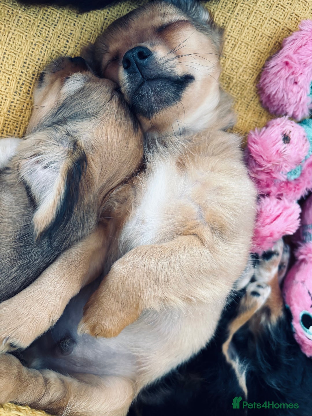 Pomchi dogs for sale: Beautiful female puppy ready now!  in Godstone - Image 28