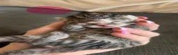 Mixed Breed cats for sale: Kittens mixed colours  - Advert 12