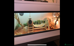 Bearded Dragon reptiles for sale: two bearded dragons for sale  - Image 2