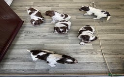 Cocker Spaniel dogs for sale: Cocker Spaniel - Image 9