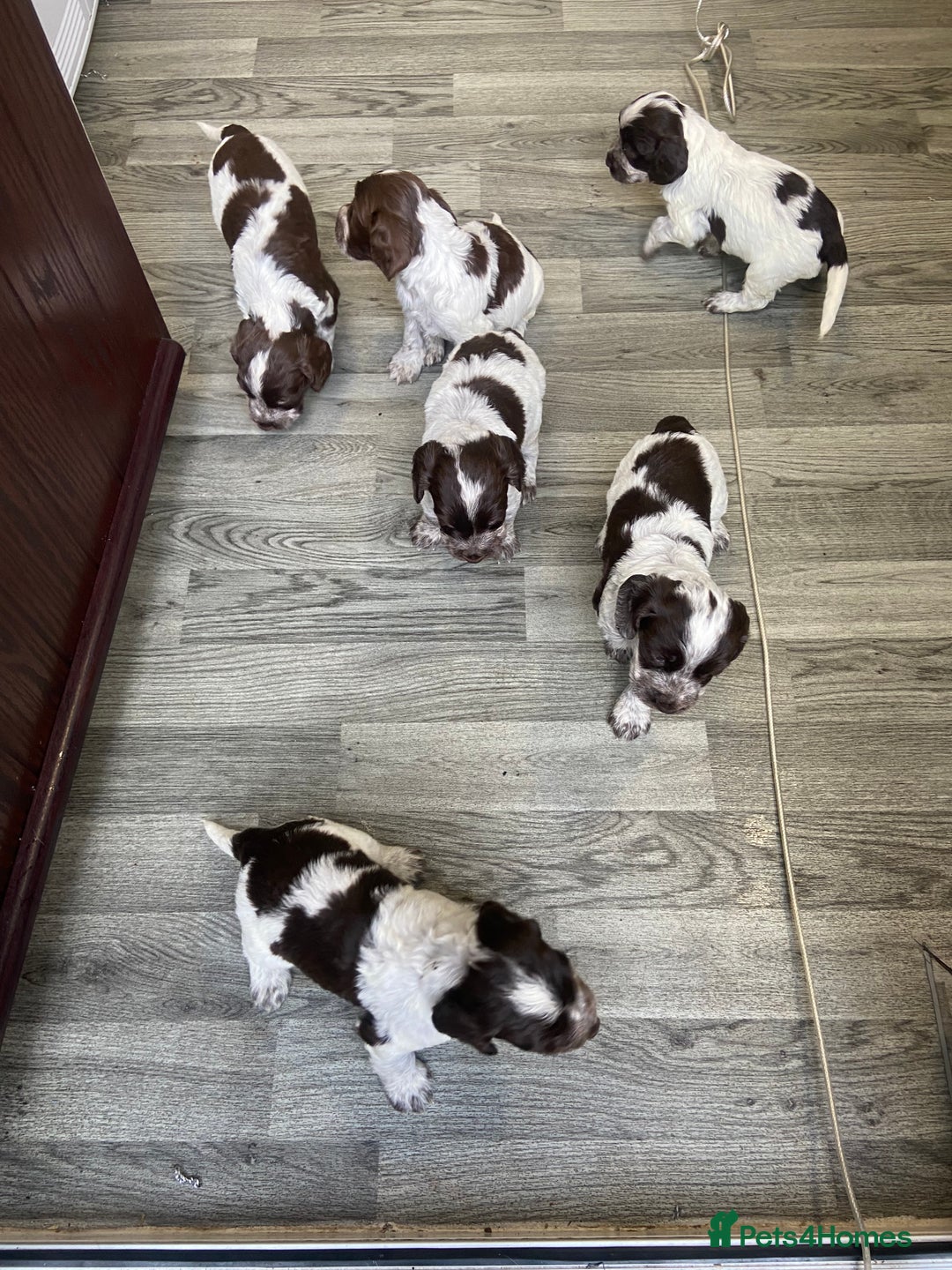 Cocker Spaniel dogs for sale: Cocker Spaniel - Image 9