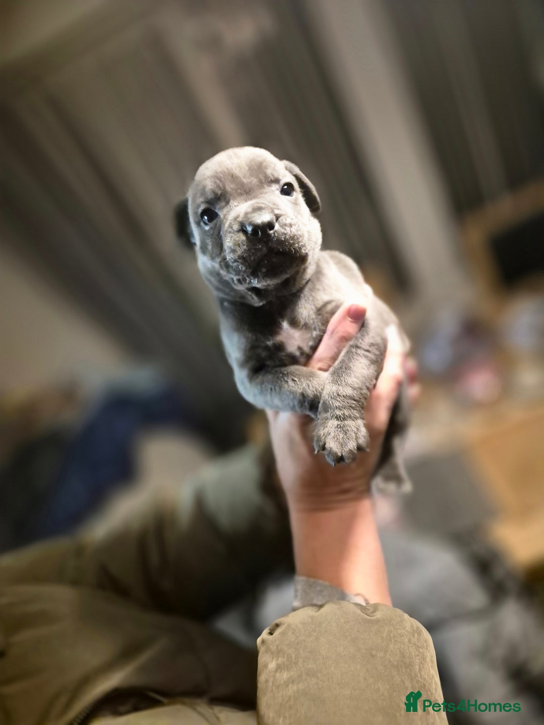 Cane Corso dogs for sale: Mum (3/4 cane corse) Dad (Full Cane corso)KANO - Advert 14