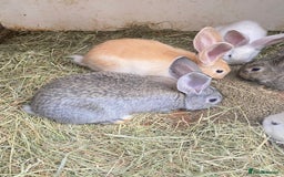 Continental Giant rabbits for sale: Continental Giant Baby Rabbits Ready to go - Image 4