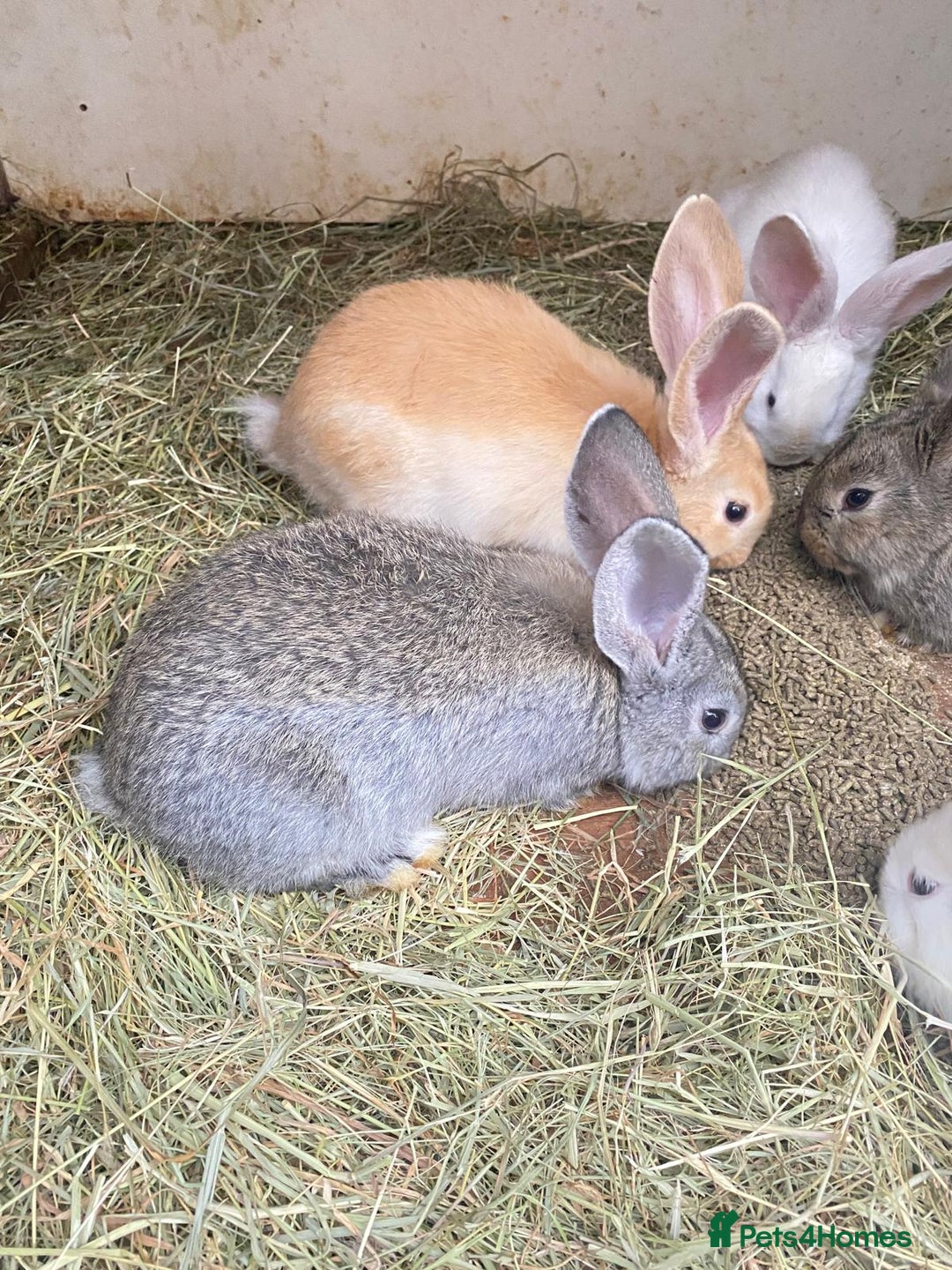 Continental Giant rabbits for sale: Continental Giant Baby Rabbits Ready to go - Image 4
