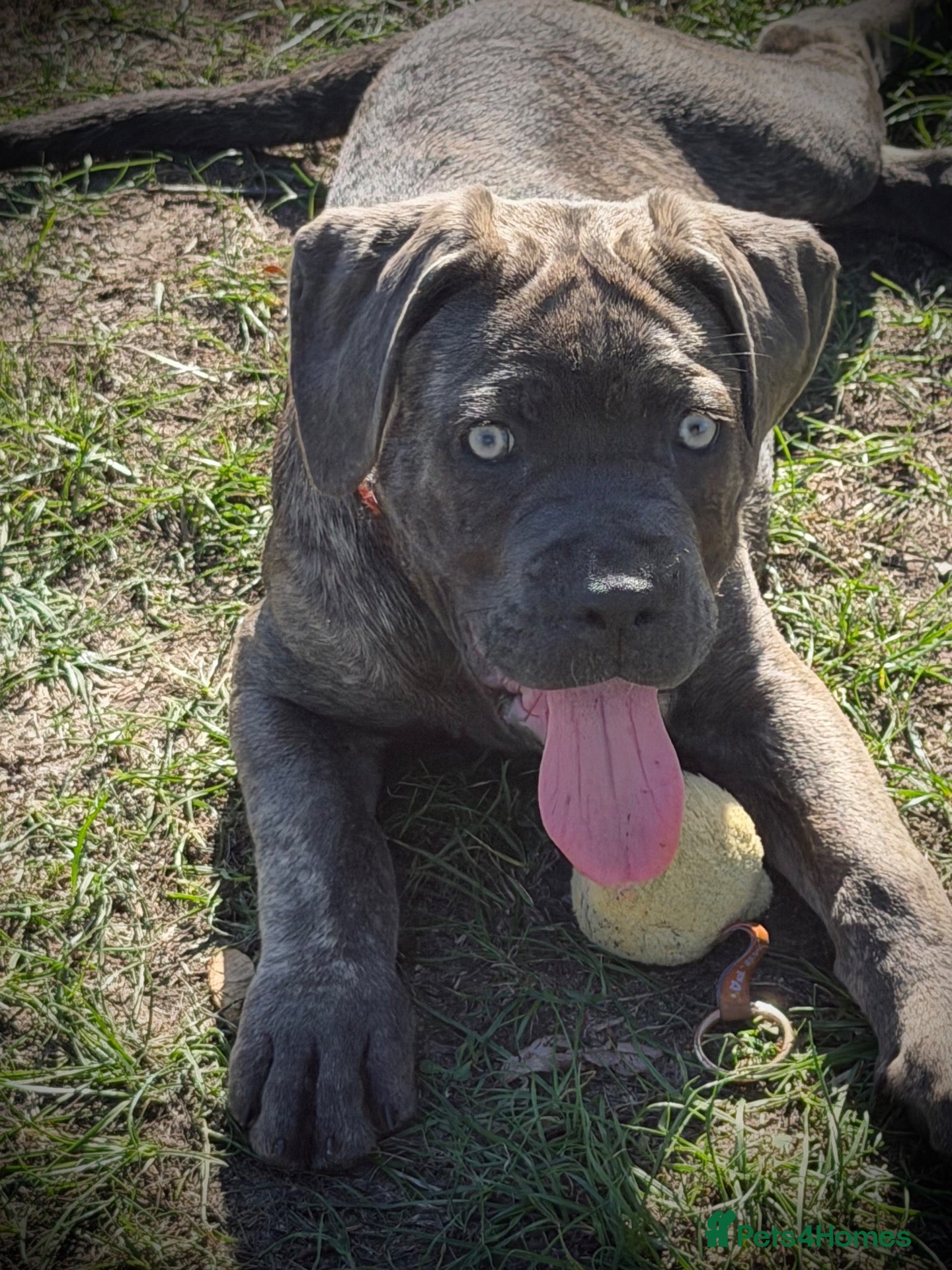 Cane Corso dogs ‼️Offers Welcme‼️ Balestra Magica Corso FCI - Advert 1