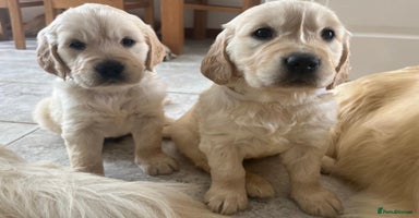 Golden Retriever dogs - Advert 10