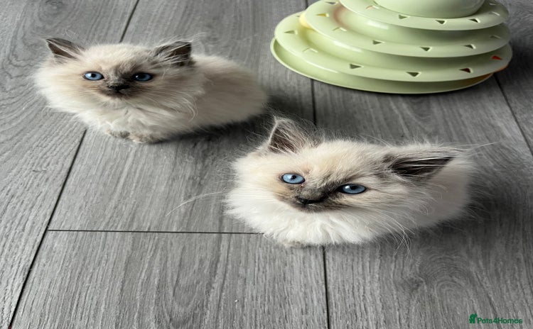 Ragdoll cats - Advert 15