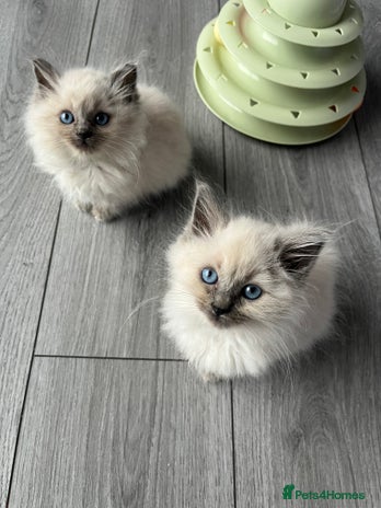Ragdoll cats - Advert 15