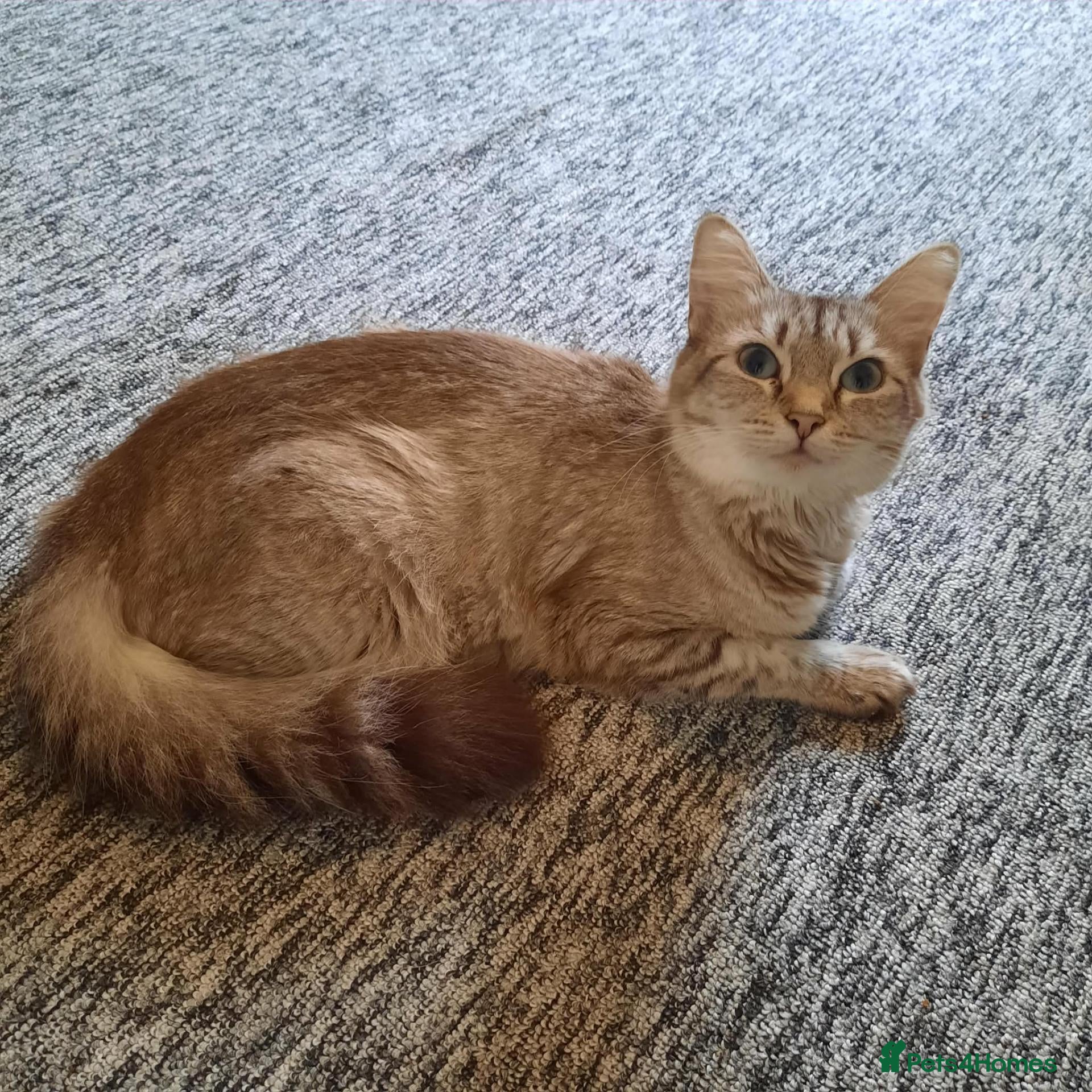 Mixed Breed cats Beautiful kittens - Advert 10