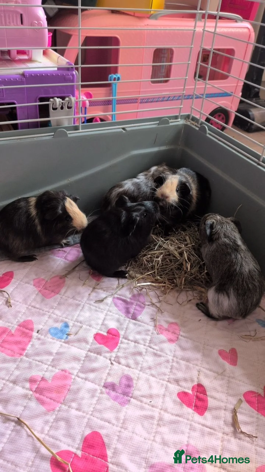 Guinea Pig rodents for sale: 8 week old guinea pigs  in Saint Helens - Advert 2
