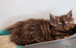 Maine Coon cats for sale: Stunning maine coon kittens - Image 8
