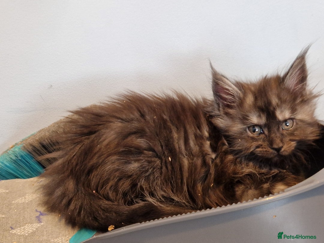 Maine Coon cats for sale: Stunning maine coon kittens - Image 8