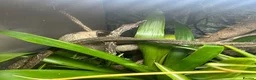 Gecko reptiles for sale: Crested Gecko and BIOACTIVE Exoterra Terrarium - Advert 11