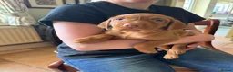 Hungarian Vizsla dogs for sale: Hungarian wired haired vizsla pups ready now - Advert 7