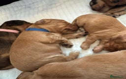 Cocker Spaniel dogs for sale: Show cocker spaniels  - Image 31
