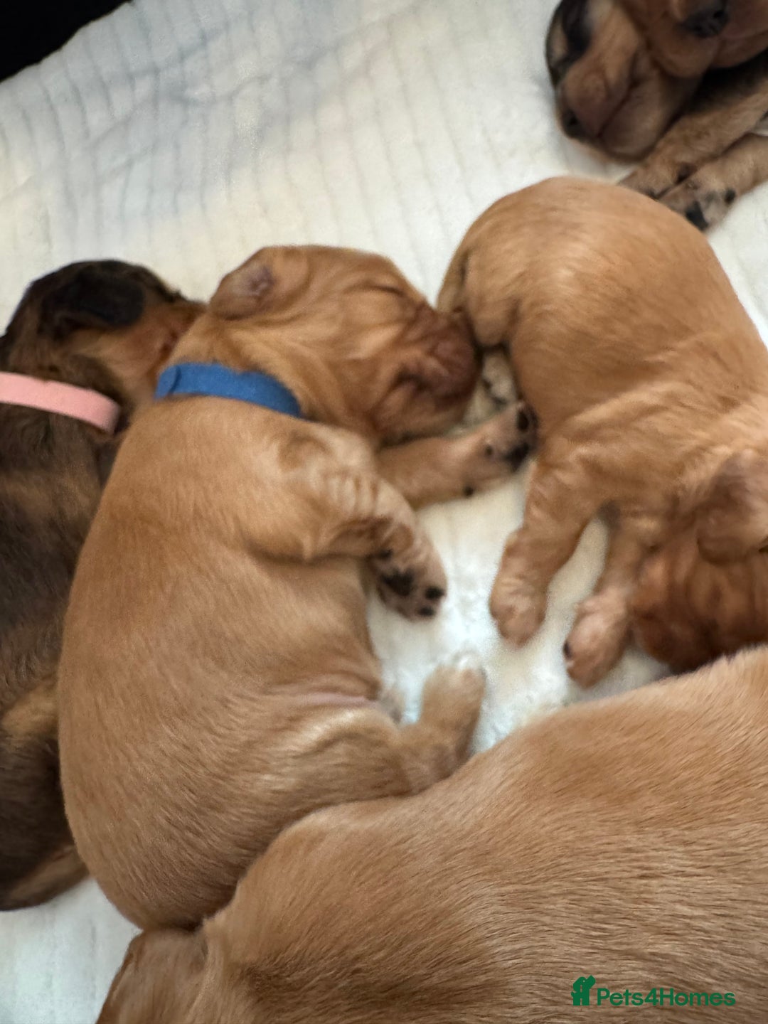 Cocker Spaniel dogs for sale: Show cocker spaniels  - Image 31