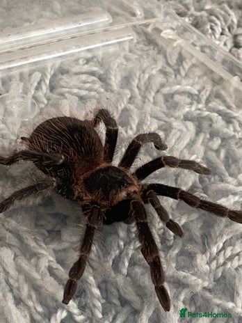 Tarantulas invertebrates in Southampton - Advert 8