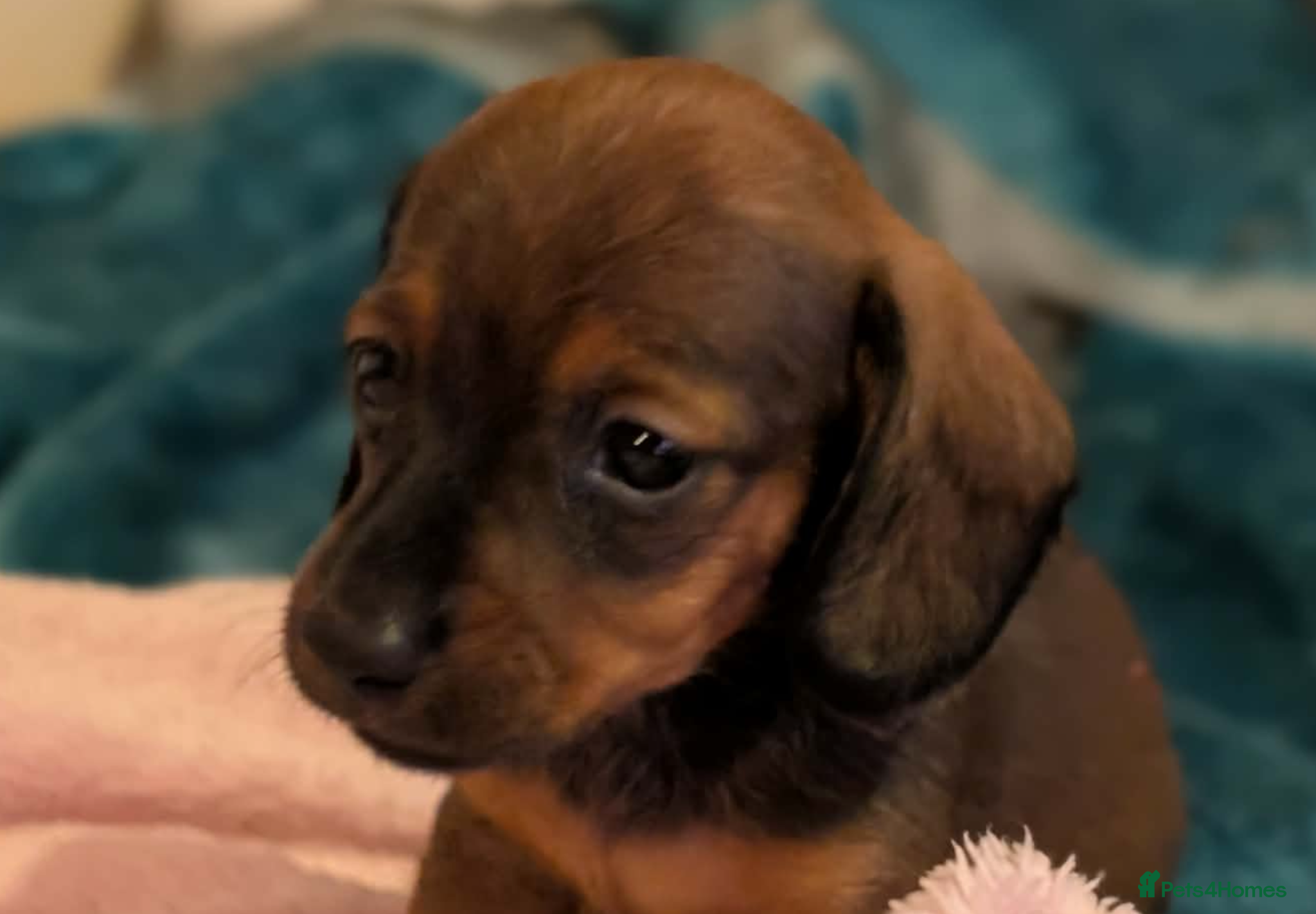 Miniature Dachshund dogs Miniature dachshund babies  - Advert 4