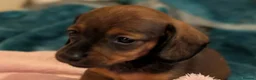 Miniature Dachshund dogs for sale: Miniature dachshund babies  - Advert 1