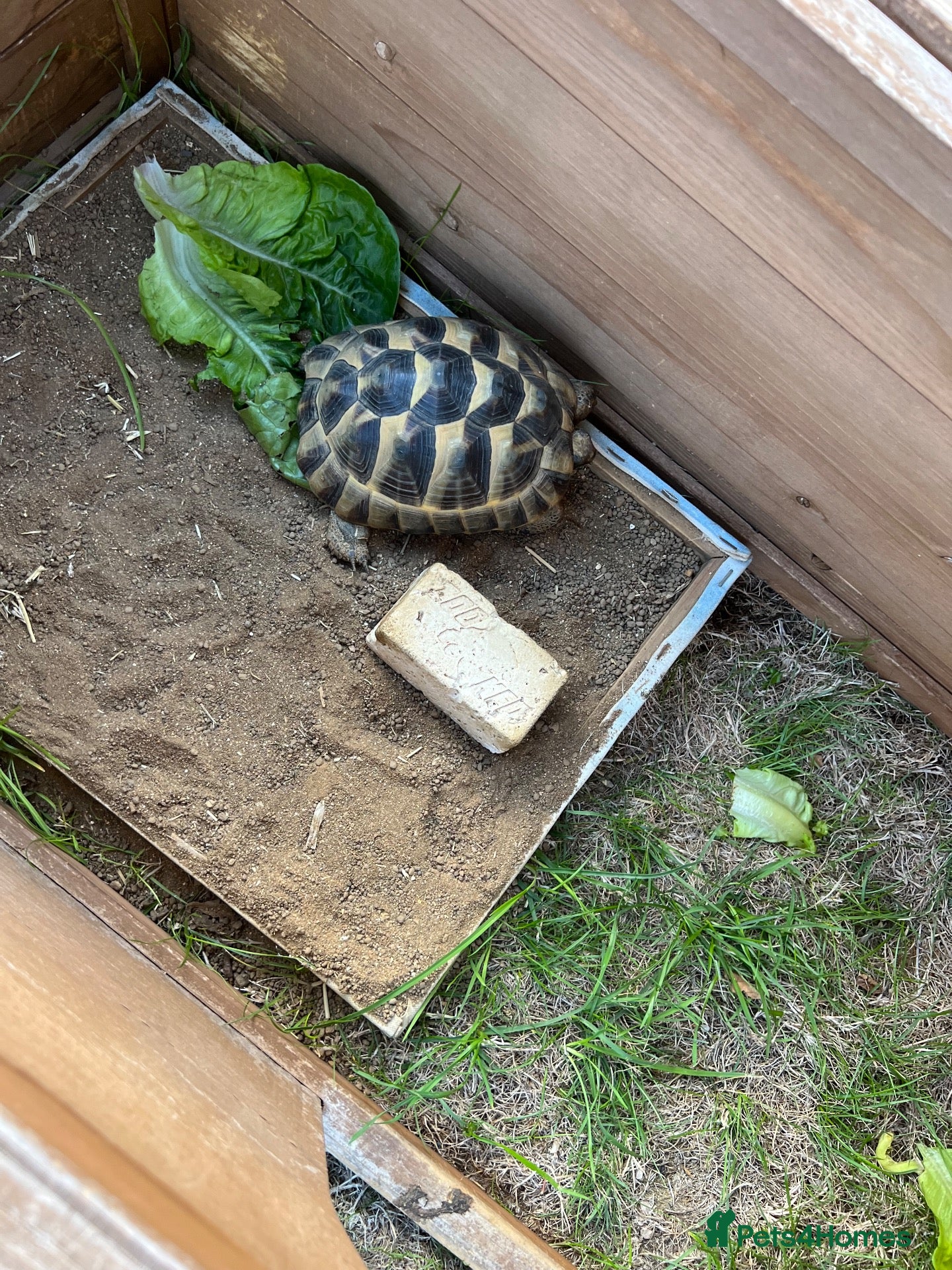 Tortoise reptiles Spur-thighed tortoise  - Advert 1