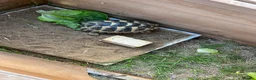 Tortoise reptiles for sale: Spur-thighed tortoise  - Advert 1