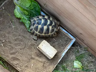 Tortoise reptiles Spur-thighed tortoise - Advert 1